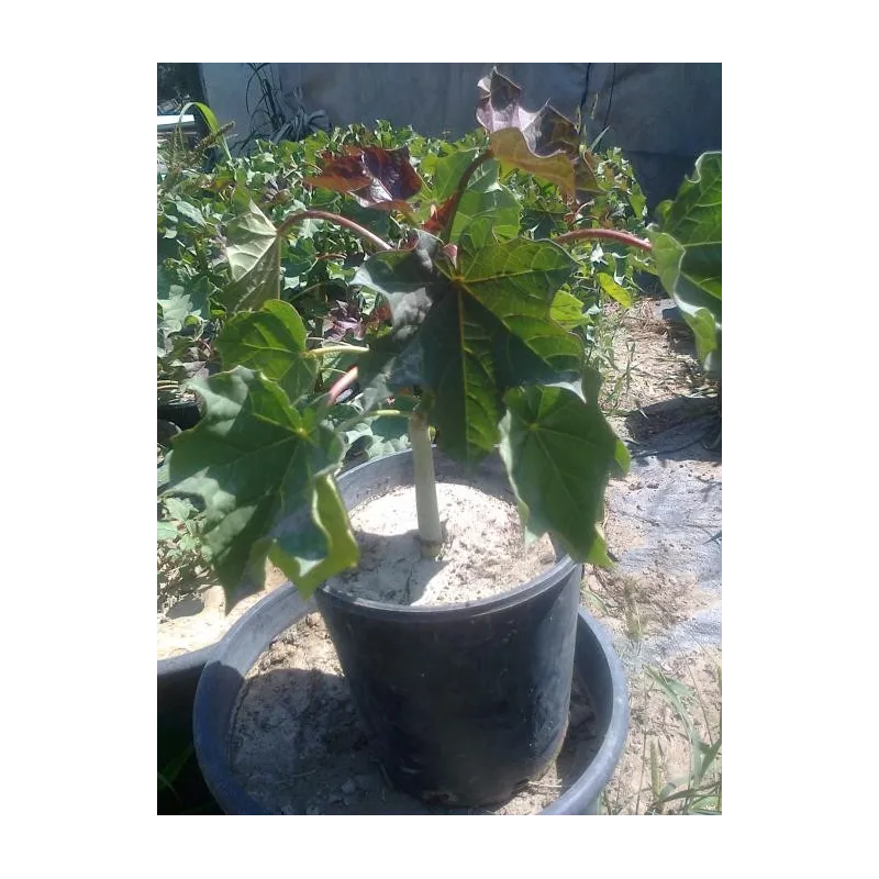 Physic nut, Barbados nut Seeds (Jatropha curcas) | Seeds Shop Store