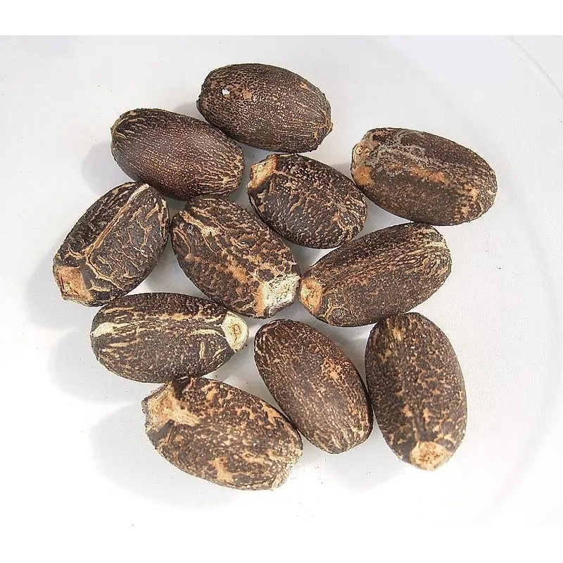 Physic nut, Barbados nut Seeds (Jatropha curcas) | Seeds Shop Store
