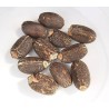 Physic nut, Barbados nut Seeds (Jatropha curcas) | Seeds Shop Store