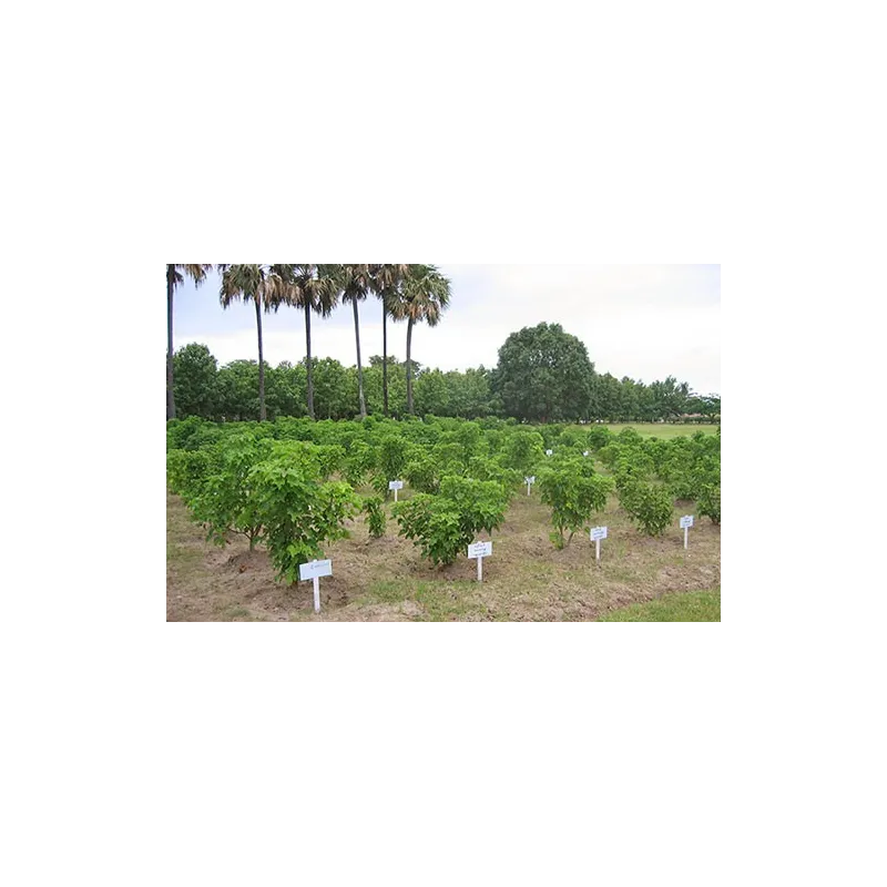 Physic nut, Barbados nut Seeds (Jatropha curcas) | Seeds Shop Store