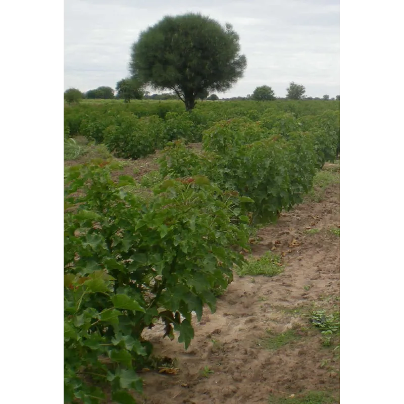 Physic nut, Barbados nut Seeds (Jatropha curcas) | Seeds Shop Store