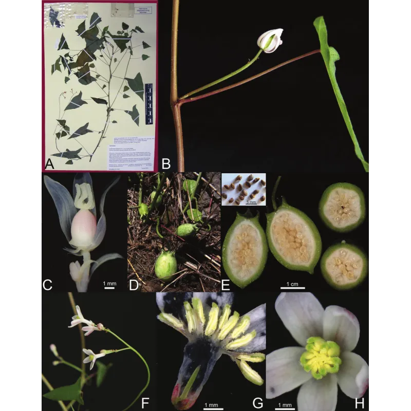 Granadina Seeds (Jarilla heterophylla) | Seeds Shop Store