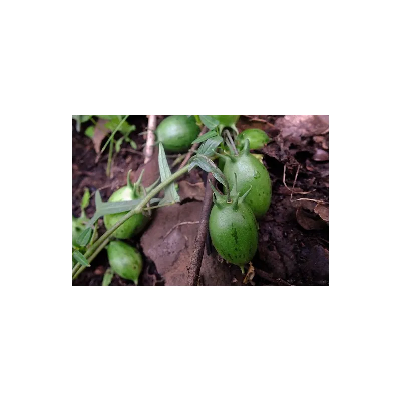 Granadina Seeds (Jarilla heterophylla) | Seeds Shop Store