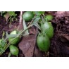 Granadina Seeds (Jarilla heterophylla) | Seeds Shop Store