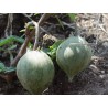Granadina Seeds (Jarilla heterophylla) | Seeds Shop Store