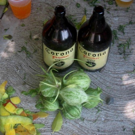 Granadina Seeds (Jarilla heterophylla) | Seeds Shop Store