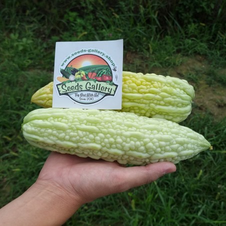 White Bitter Melon Seeds (Momordica Charantia) | Seeds Shop Store