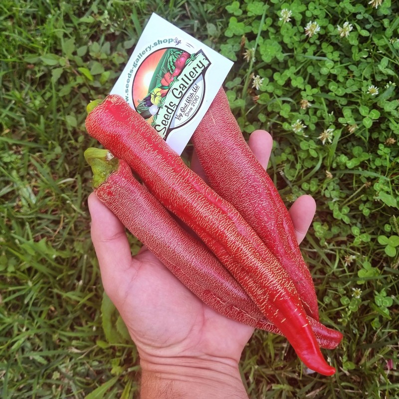 Vezanka Chili Seeds Old Serbian variety | Seeds Shop Store