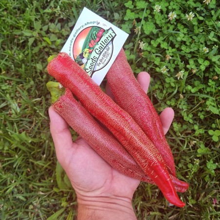 Vezanka Chili Seeds Old Serbian variety | Seeds Shop Store