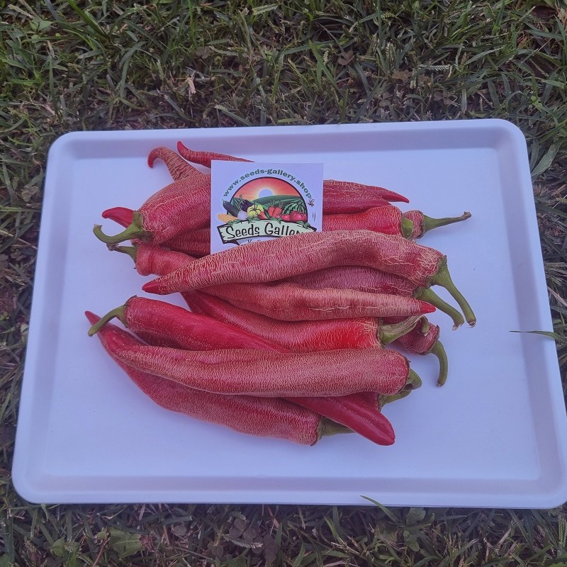 Vezanka Chili Seeds Old Serbian variety | Seeds Shop Store