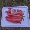 Vezanka Chili Seeds Old Serbian variety | Seeds Shop Store