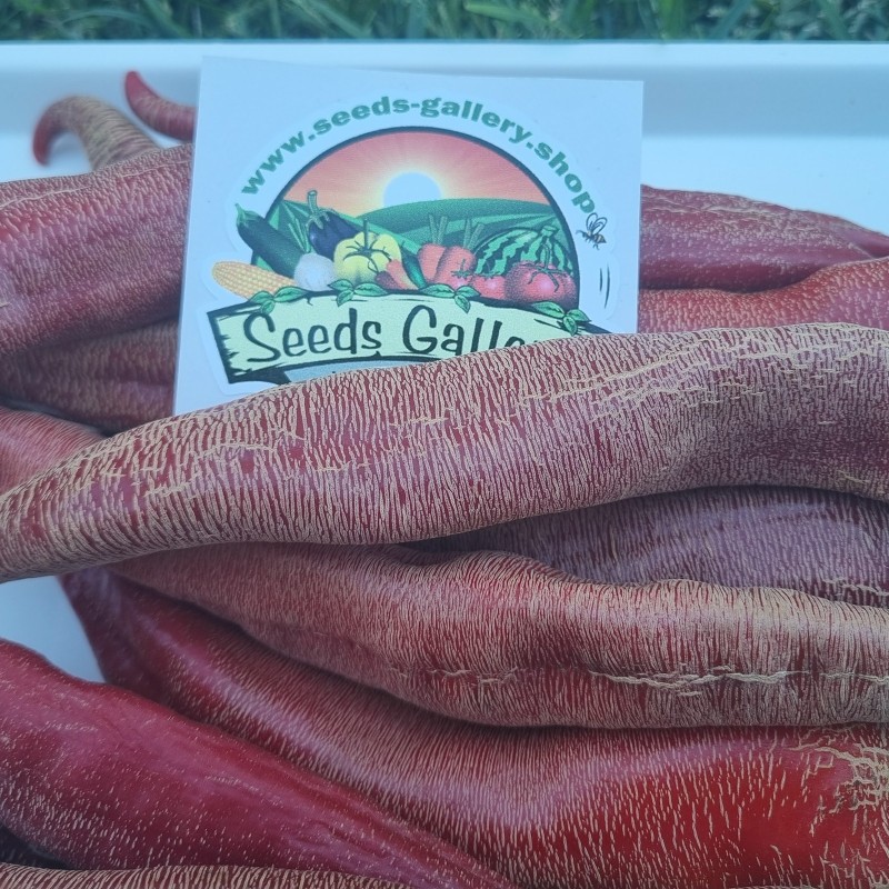 Vezanka Chili Seeds Old Serbian variety | Seeds Shop Store
