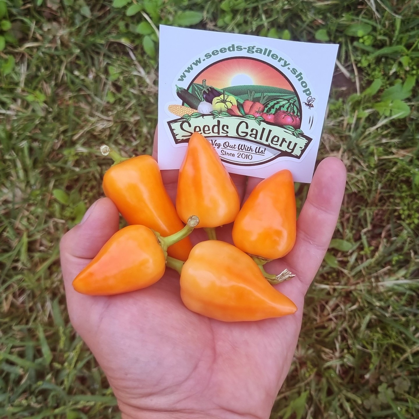 Apelsin Pyramid Chili Fröer (Capsicum annuum) - 1.755