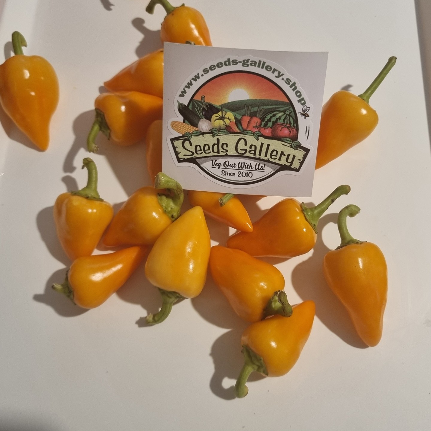 Apelsin Pyramid Chili Fröer (Capsicum annuum) - 1.755