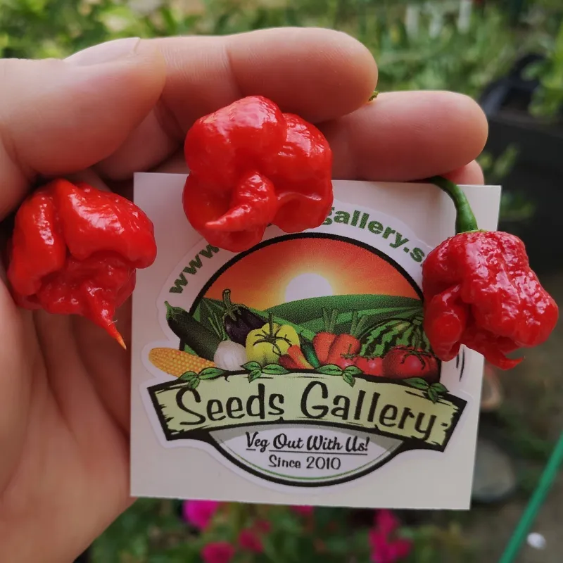 Carolina Reaper Powder In a Test Tube | Seeds Shop Store