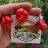 Carolina Reaper Powder In a Test Tube | Seeds Shop Store
