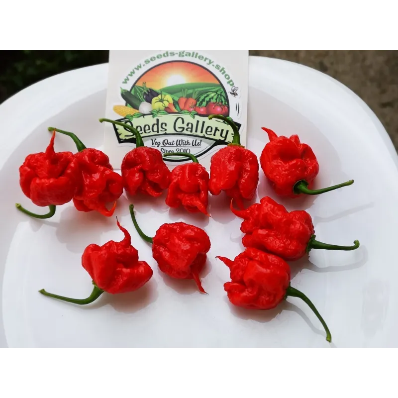 Carolina Reaper Powder In a Test Tube | Seeds Shop Store
