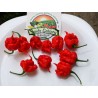 Carolina Reaper Powder In a Test Tube | Seeds Shop Store