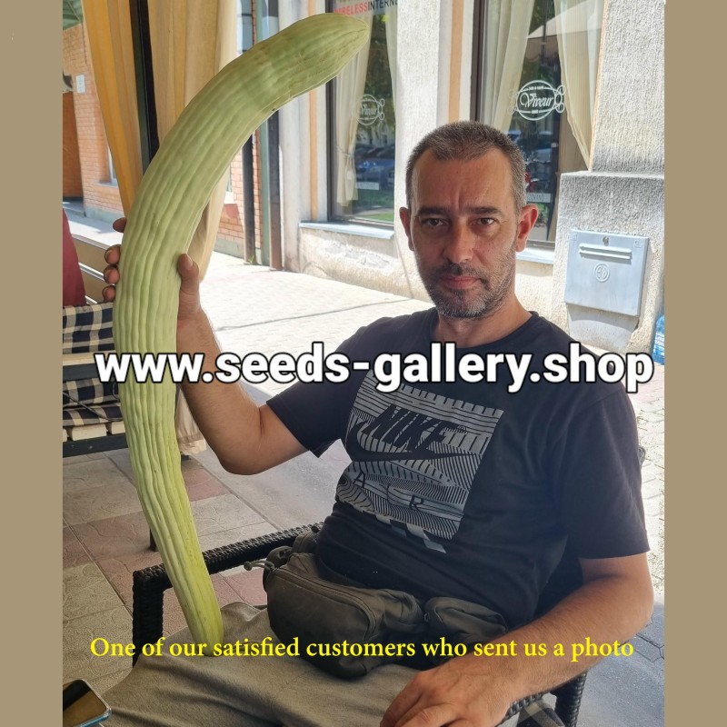 Armenian Yard Long Cucumber Seeds | Seeds Shop Store