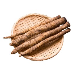 Burdock – Takinogawa Seeds Japanese Variety - 1.65