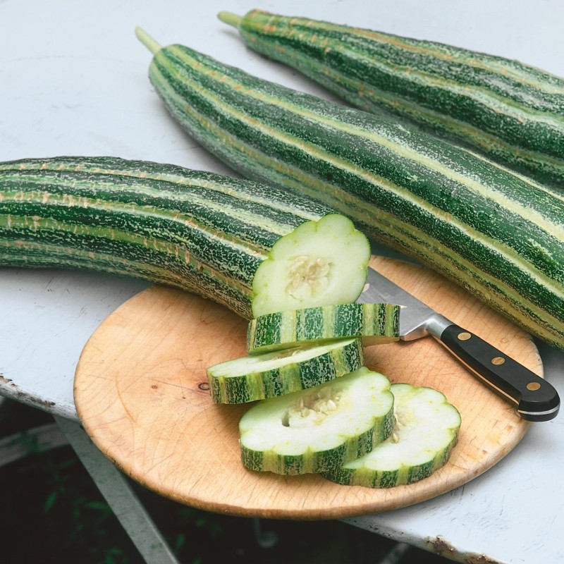 Armenian Snake Cucumber Seeds | Seeds Shop Store
