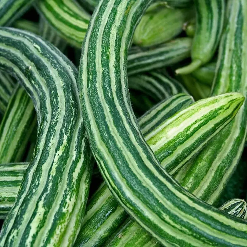 Armenian Snake Cucumber Seeds | Seeds Shop Store
