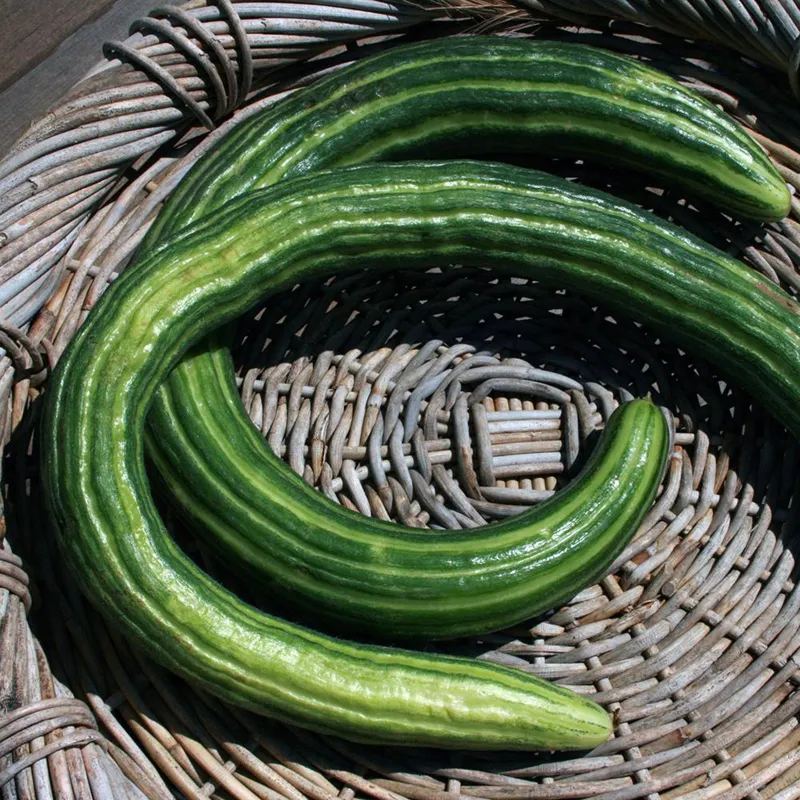 Armenian Snake Cucumber Seeds | Seeds Shop Store