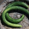 Armenian Snake Cucumber Seeds | Seeds Shop Store