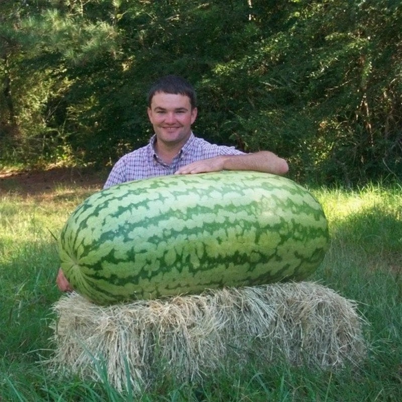 Giant Watermelon Seeds | Seeds Shop Store