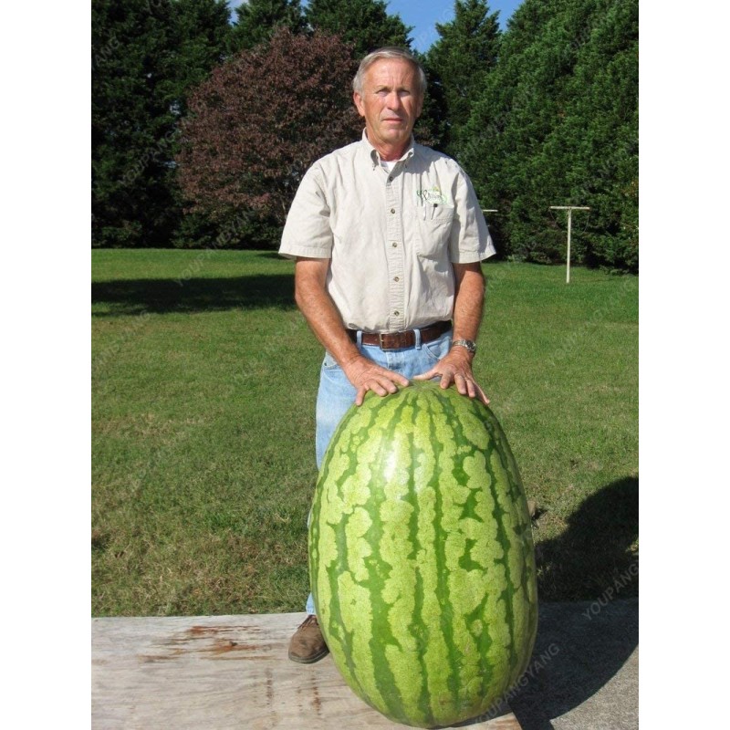 Sementes de Melancia Gigante | Seeds Shop Store