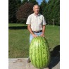 Sementes de Melancia Gigante | Seeds Shop Store