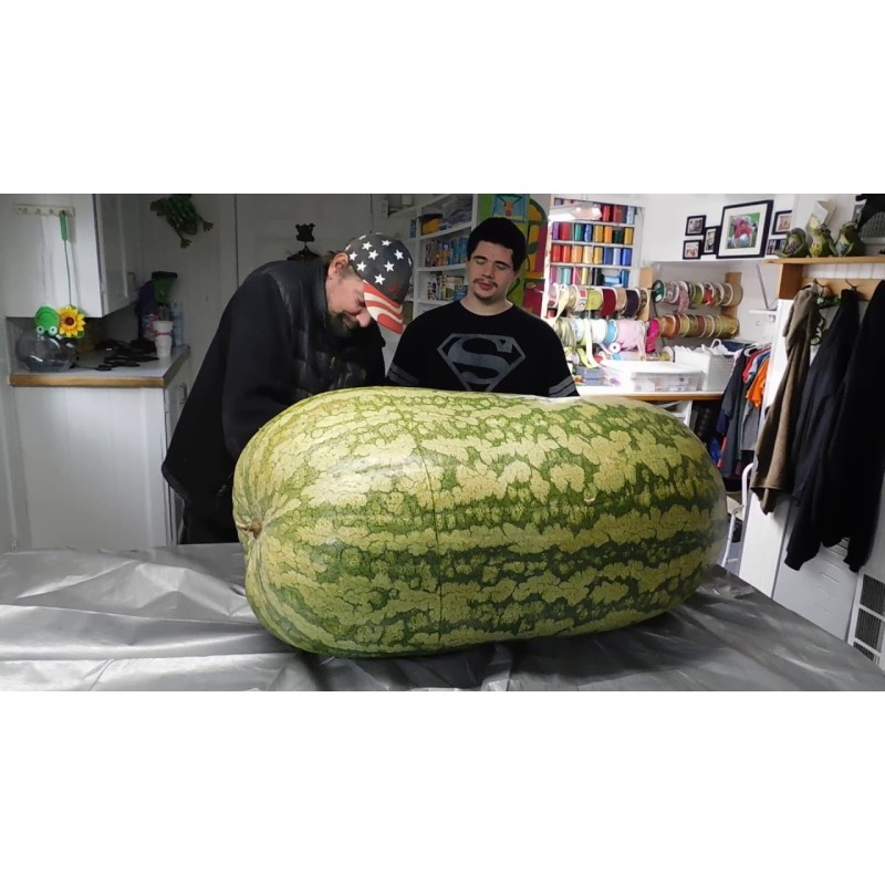 Sementes de Melancia Gigante | Seeds Shop Store