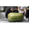 Sementes de Melancia Gigante | Seeds Shop Store