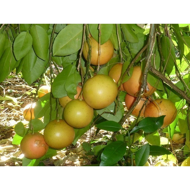 Sementes de Toranja Vermelho | Seeds Shop Store