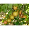 Sementes de Toranja Vermelho | Seeds Shop Store