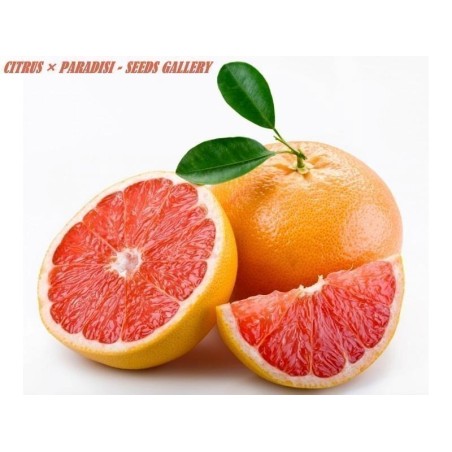 Sementes de Toranja Vermelho | Seeds Shop Store