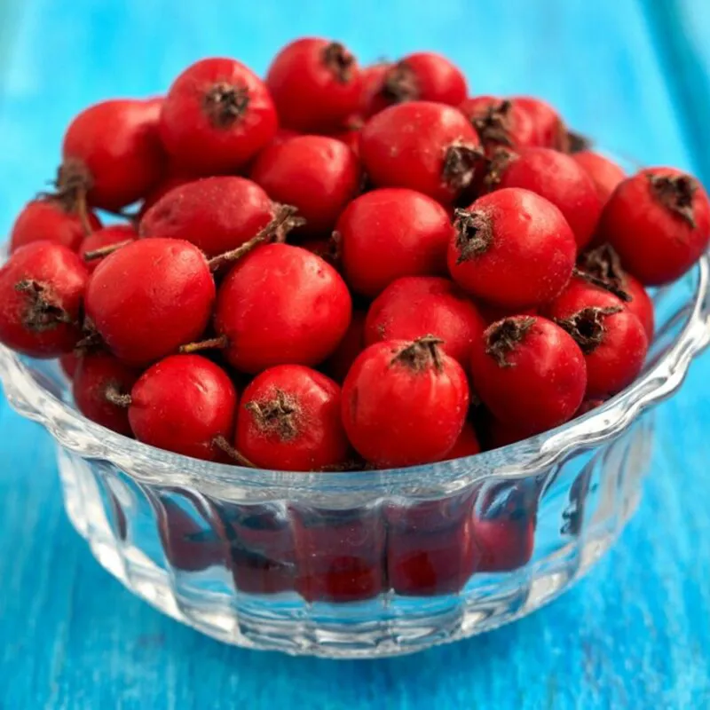 Hawthorn, Thornapple, May-tree Seeds (Crataegus) | Seeds Shop Store