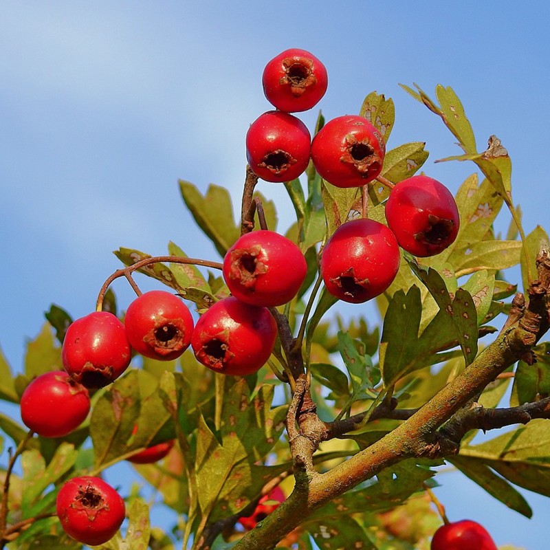 Hawthorn, Thornapple, May-tree Seeds (Crataegus) | Seeds Shop Store