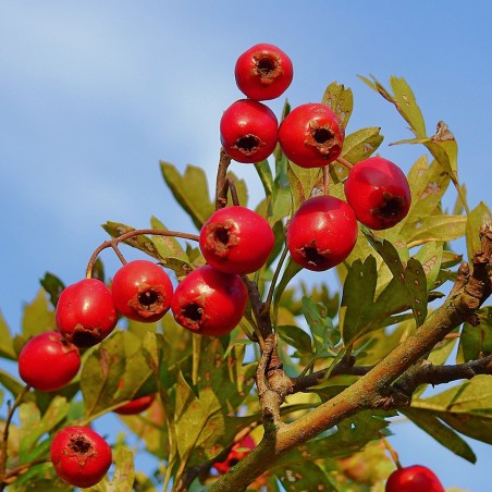 Hawthorn, Thornapple, May-tree Seeds (Crataegus) | Seeds Shop Store