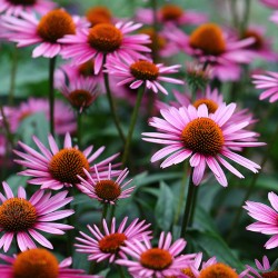 Bíbor kasvirág Magok (Echinacea purpurea) - 1.8