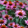 Sementes de flor-de-cone, rudbéquia (Echinacea purpurea) | Seeds Shop Store
