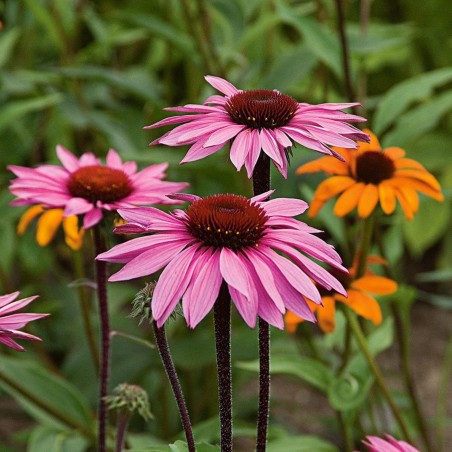 Sementes de flor-de-cone, rudbéquia (Echinacea purpurea) | Seeds Shop Store