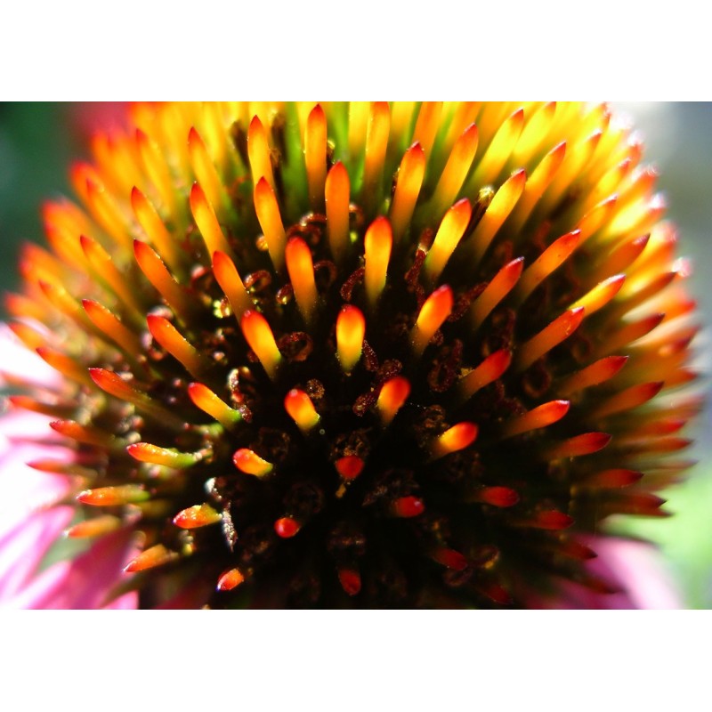 Purpur Sonnenhut Samen (Echinacea purpurea) | Seeds Shop Store