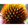Sementes de flor-de-cone, rudbéquia (Echinacea purpurea) | Seeds Shop Store