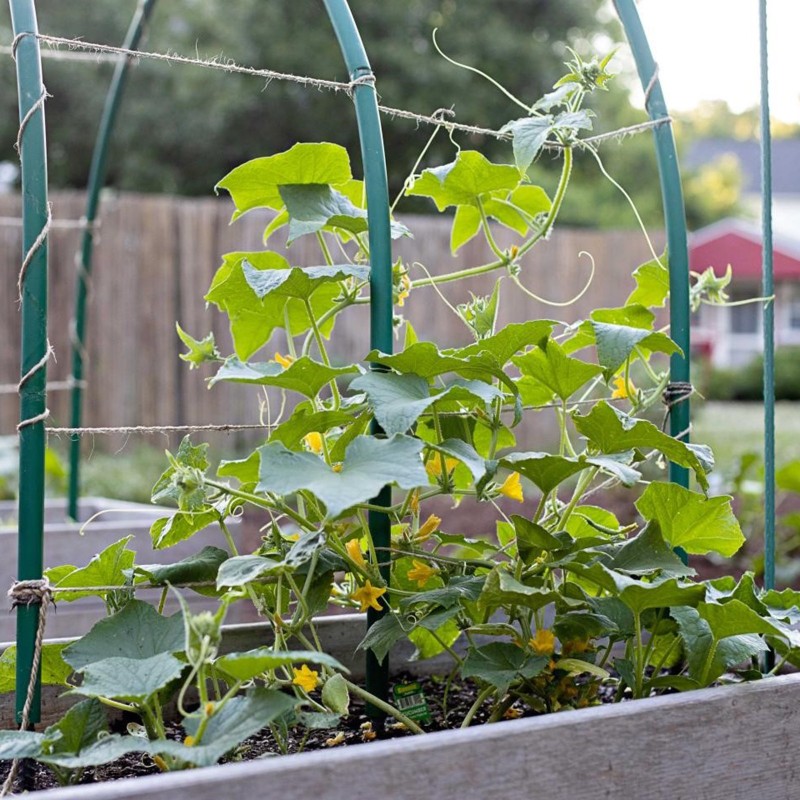 Gurkensamen Pariser Cornichon 400 samen | Seeds Shop Store