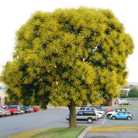 Goldenrain tree seeds (Koelreuteria paniculata) | Seeds Shop Store