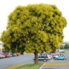 Goldenrain tree seeds (Koelreuteria paniculata) | Seeds Shop Store