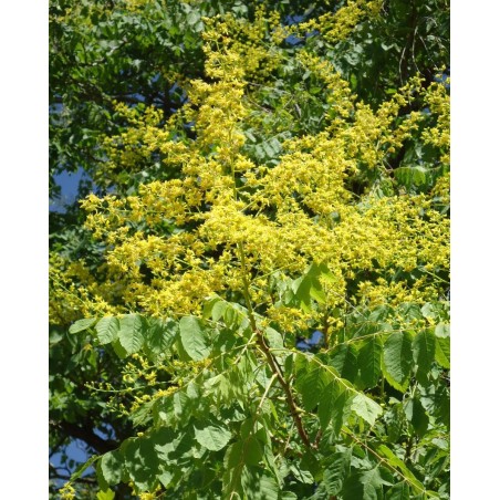 Goldenrain tree seeds (Koelreuteria paniculata) | Seeds Shop Store