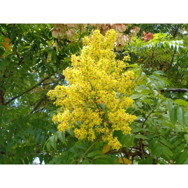 Goldenrain tree seeds (Koelreuteria paniculata) | Seeds Shop Store