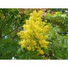Goldenrain tree seeds (Koelreuteria paniculata) | Seeds Shop Store